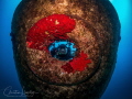   Location Um El Faroud MaltaOlympus OMDEM5Nauticam HousingInon z240 x2Copyright Rights reserved. Mandatory credit image use 2022 Christian Llewellyn. OMD-EM5, OMDEM5, OMD EM5, reserved Llewellyn  